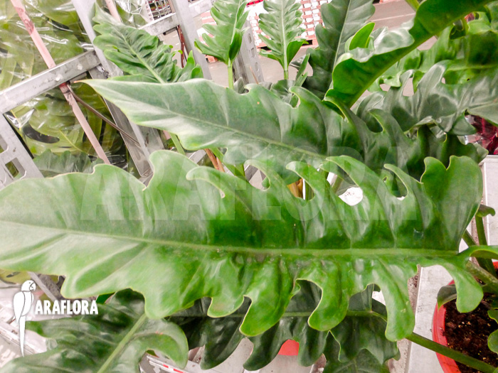 Philodendron species Narrow