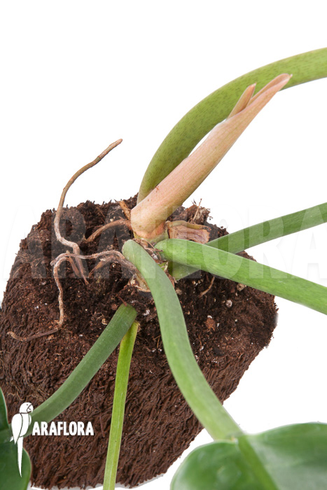 Philodendron species Narrow ‘Starter’