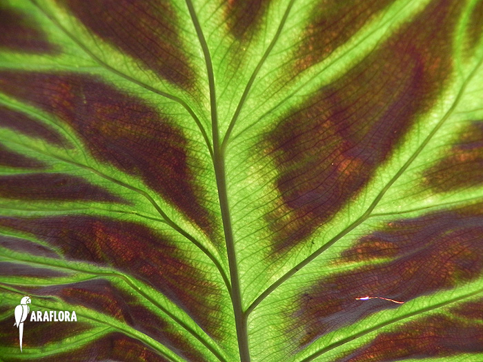 Philodendron verrucosum