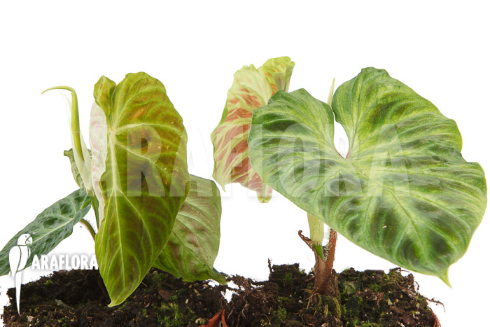 Philodendron-verrucosum-Big-leaf-M-5