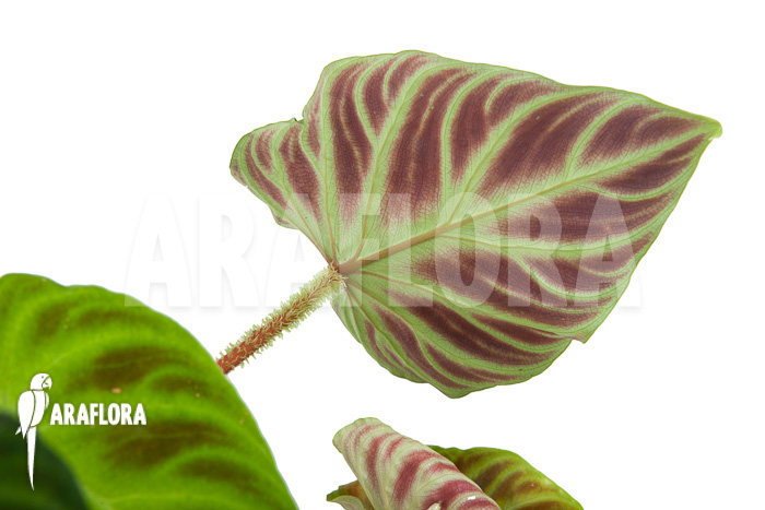 Philodendron-verrucosum-Starter-4