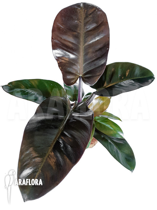 Philodendron x ‘Black Cardinal’