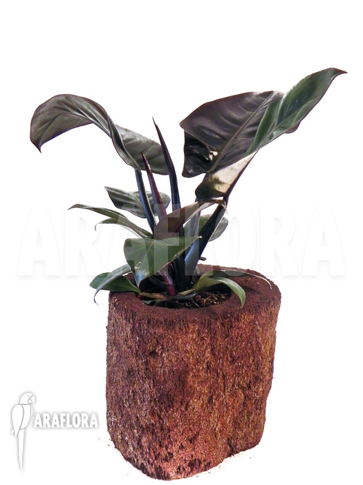 Philodendron x ‘Black Cardinal’