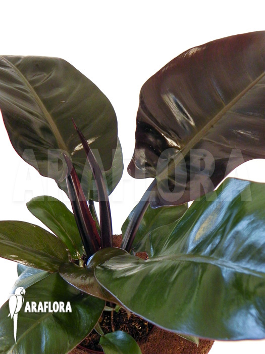 Philodendron x ‘Black Cardinal’