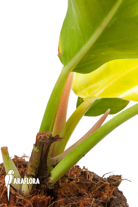 Philodendron x Moonlight