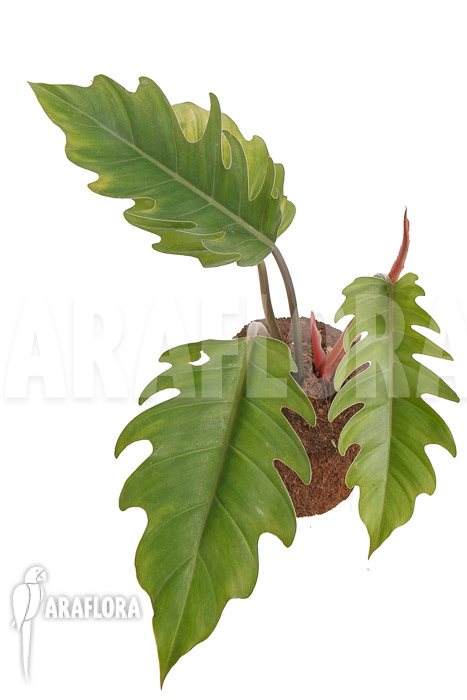 Philodendron x ‘Pluto Red’ ‘starter’