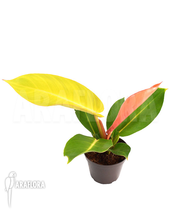 Philodendron x ‘Prince of Orange’