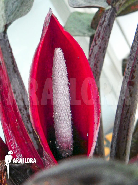 Philodendron x ‘Red Baron’ flower