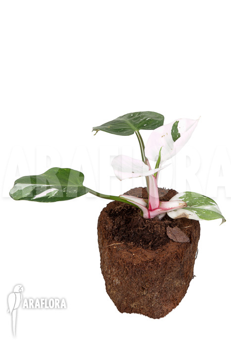 Philodendron x ‘White Princess’ ‘A’ ‘Starter’