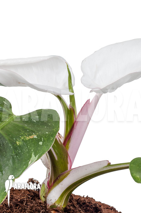 Philodendron x ‘White Princess’ ‘A’ ‘Starter’
