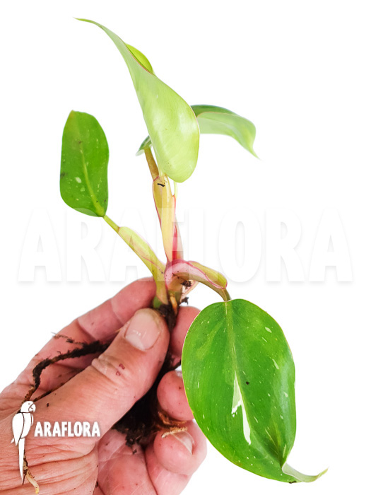 Philodendron x ‘White Princess’ ‘Starter’