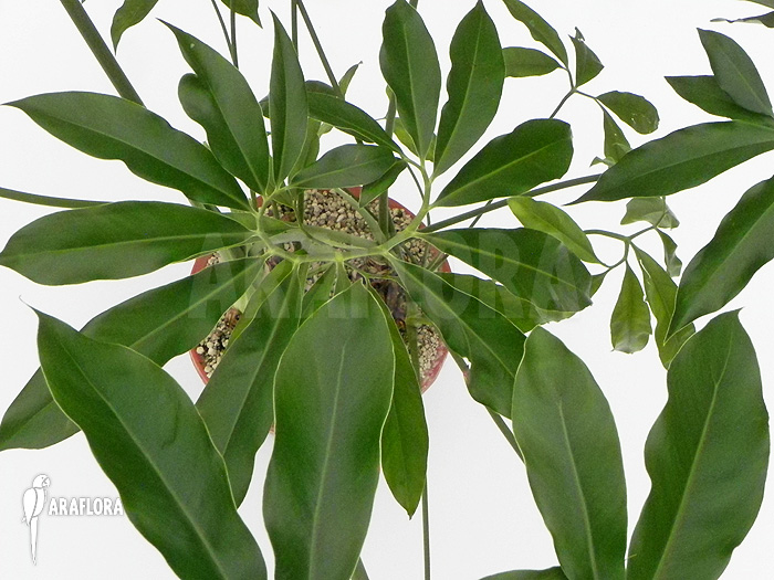 Philodendron goeldii