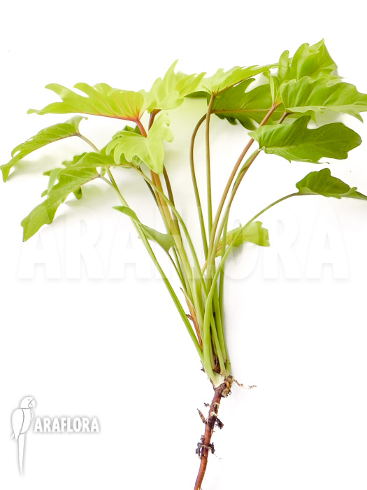 Philodendron xanadu Gold