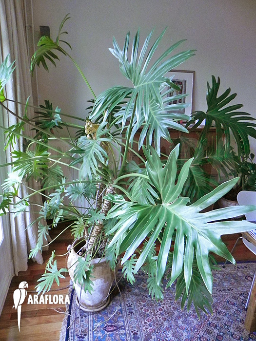 Philodendron xanadu home