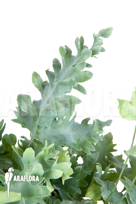 Phlebodium aureum davana