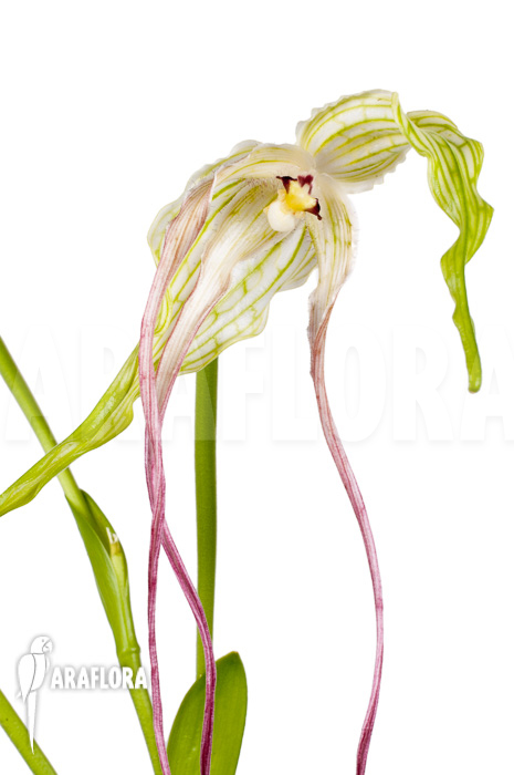 Phragmipedium lindenii