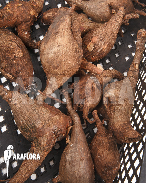 Phyllanthus mirabilis ‘S’