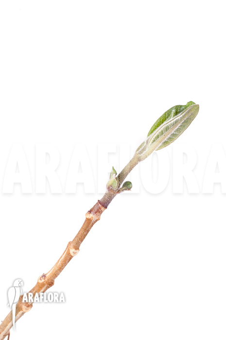 Phyllanthus mirabilis ‘Starter’