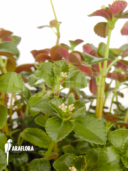 Pilea aff nummulariifolia