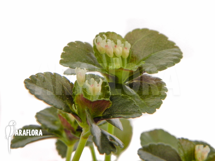 Pilea aff nummulariifolia