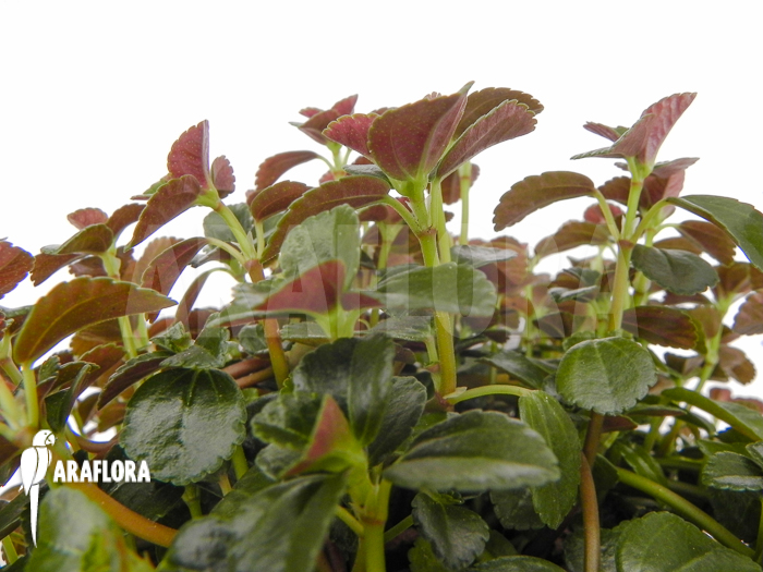 Pilea aff nummulariifolia