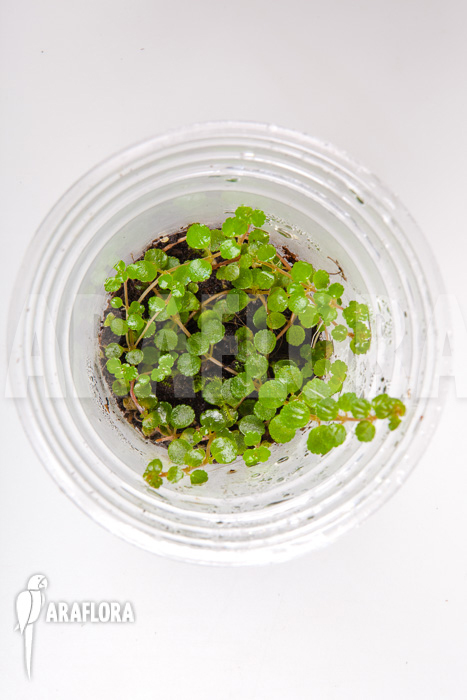 Pilea depressa ‘Starter’