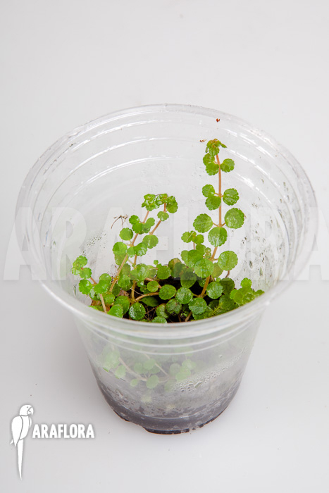 Pilea depressa ‘Starter’