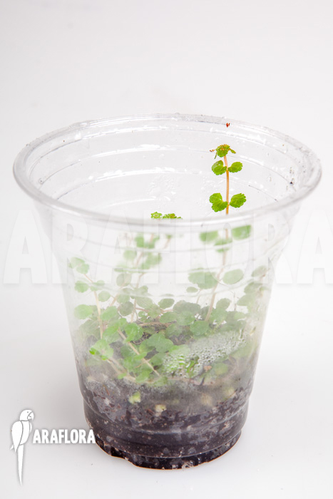 Pilea depressa ‘Starter’