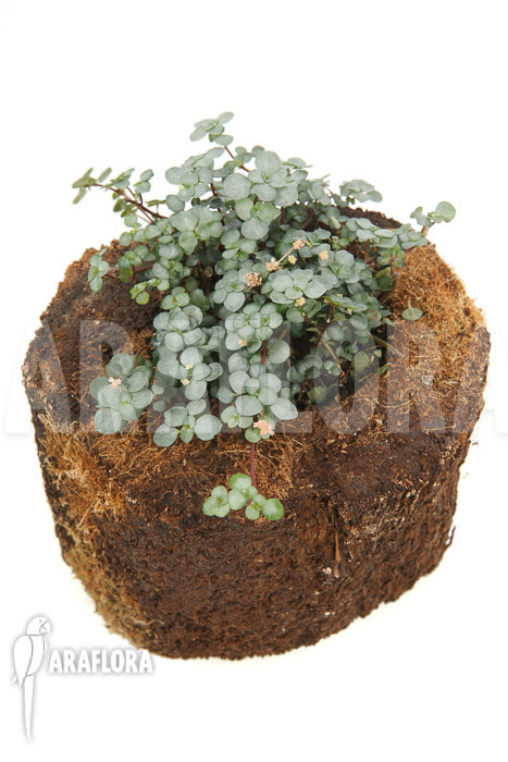 Pilea glauca ‘M’