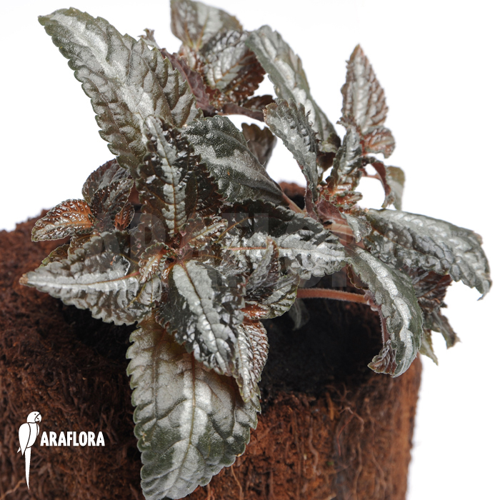 Pilea involucrata ‘Liner’