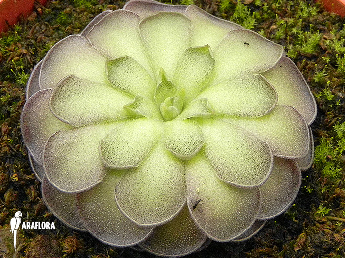 Pinguicula cyclosecta