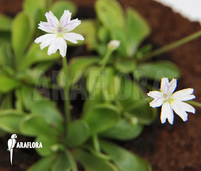 Pinguicula emarginata