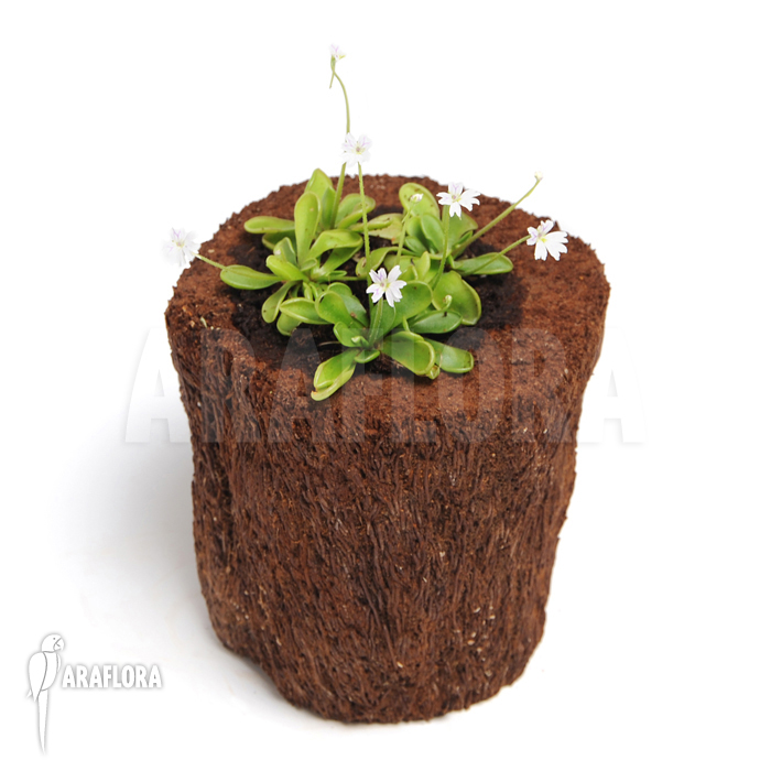 Pinguicula emarginata