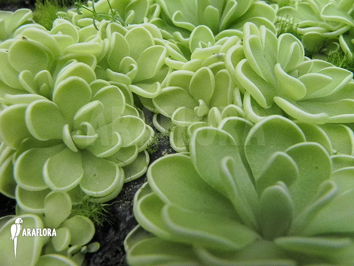 Pinguicula esseriana