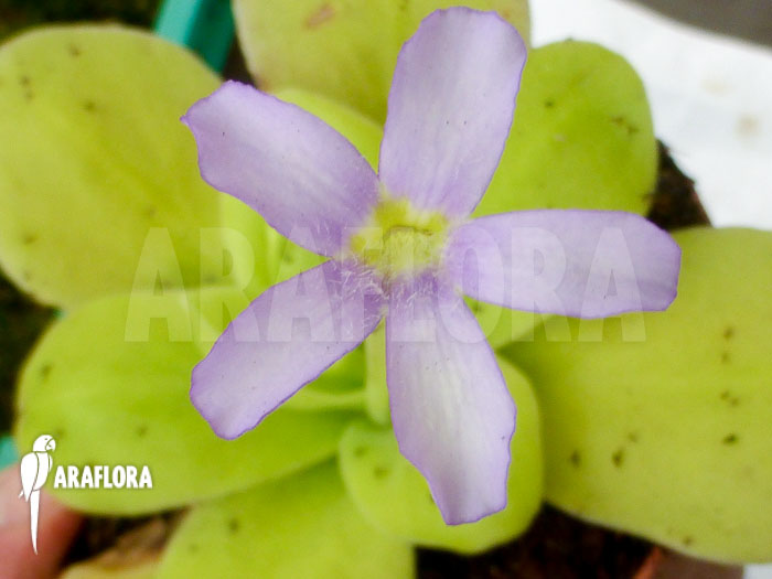 Pinguicula gigantea flower