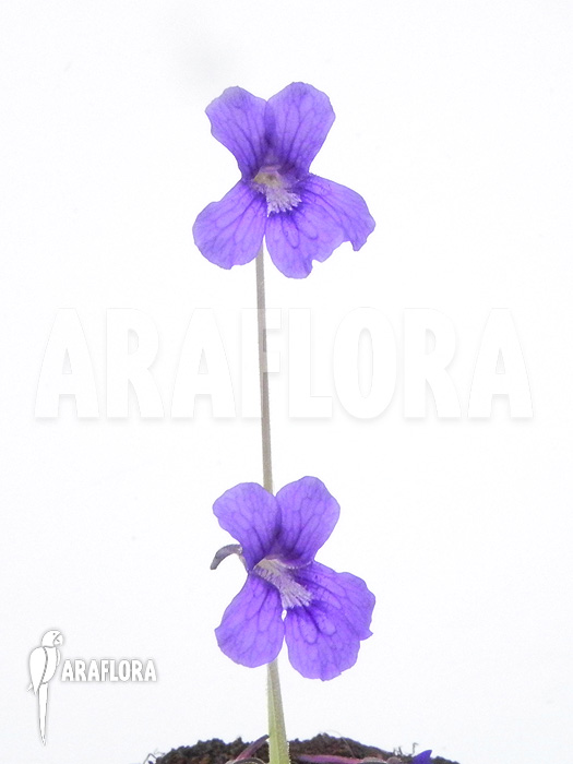 Pinguicula grandiflora