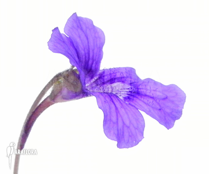 Pinguicula grandiflora plant