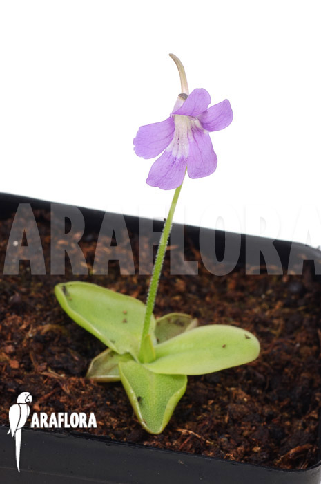 Pinguicula grandiflora