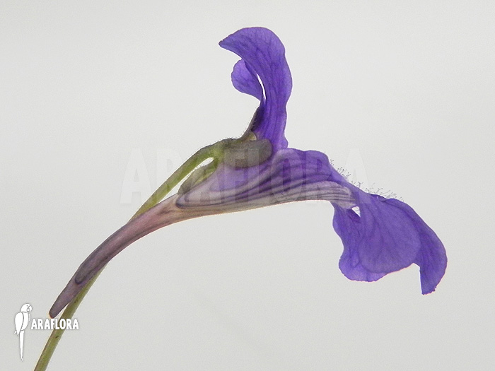 Pinguicula grandiflora ‘Flower’