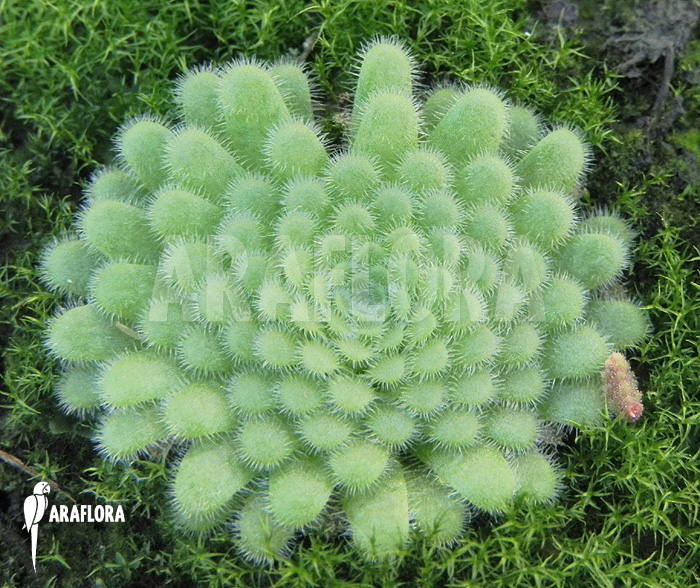 Pinguicula gypsicola
