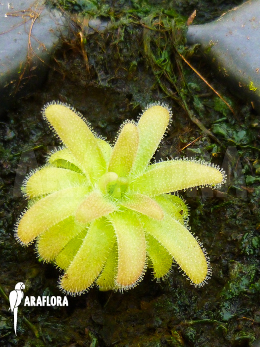 Pinguicula gypsicola starter