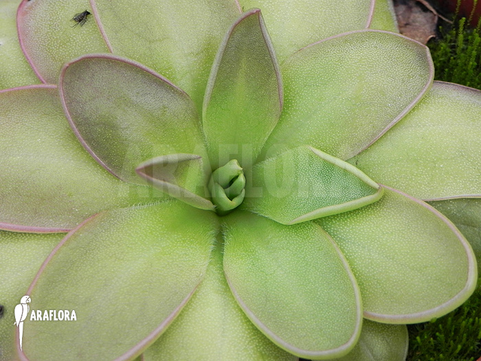 Pinguicula hemiepiphytica