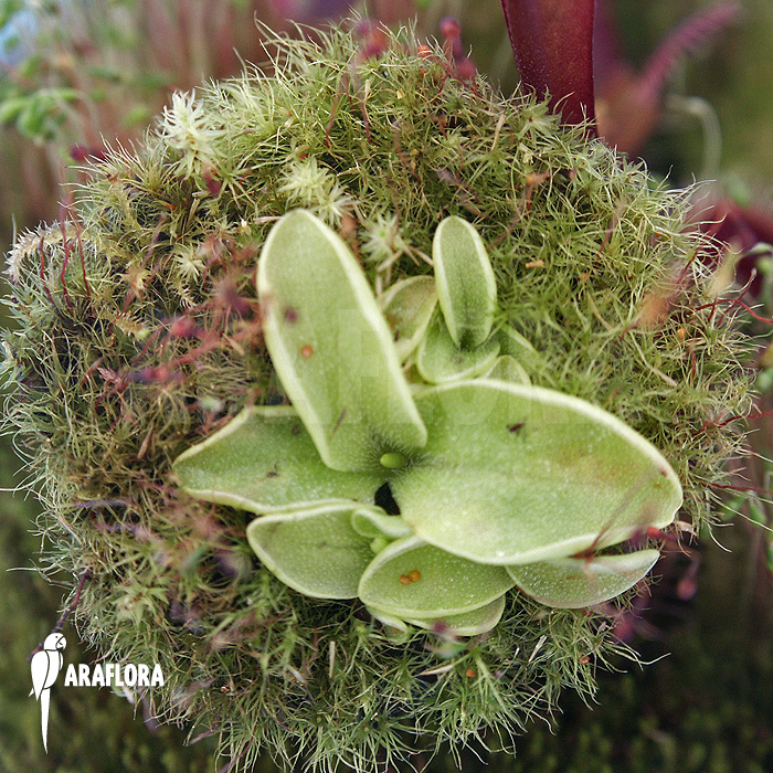 Pinguicula leptoceras