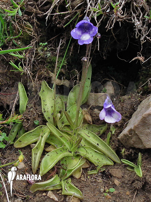 Pinguicula leptoceras