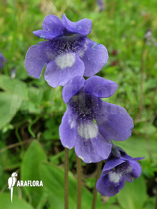 Pinguicula leptoceras