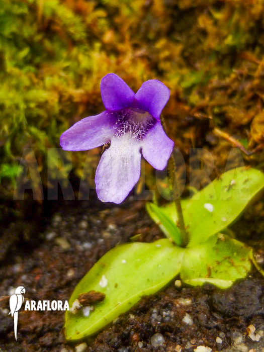 Pinguicula macroceras