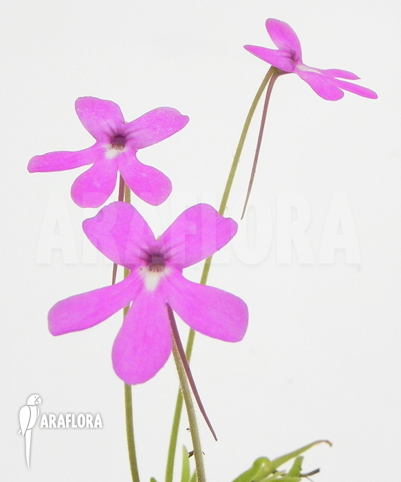 Pinguicula moctezumae