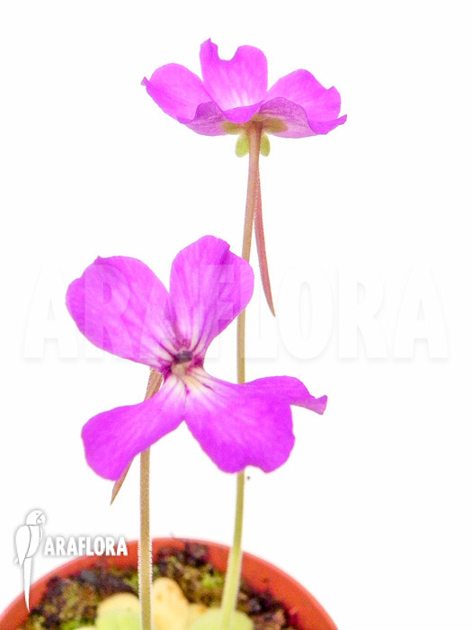 Pinguicula moctezumae x agnata