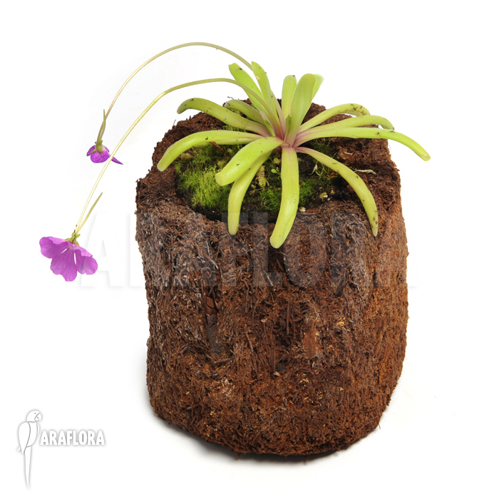 Pinguicula moctezumae x emerginata