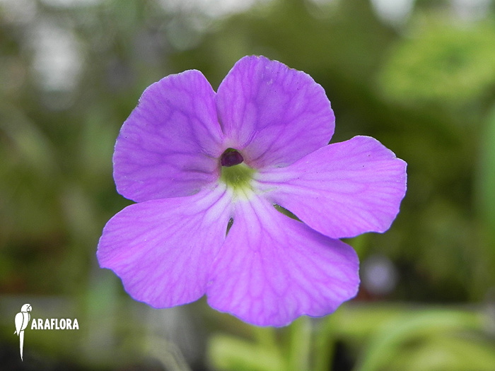 Pinguicula moctezumae x ‘Gigantea’